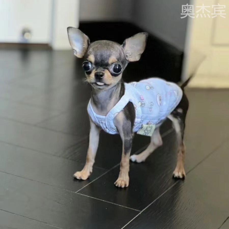 纯种吉娃幼犬活体宠物黄