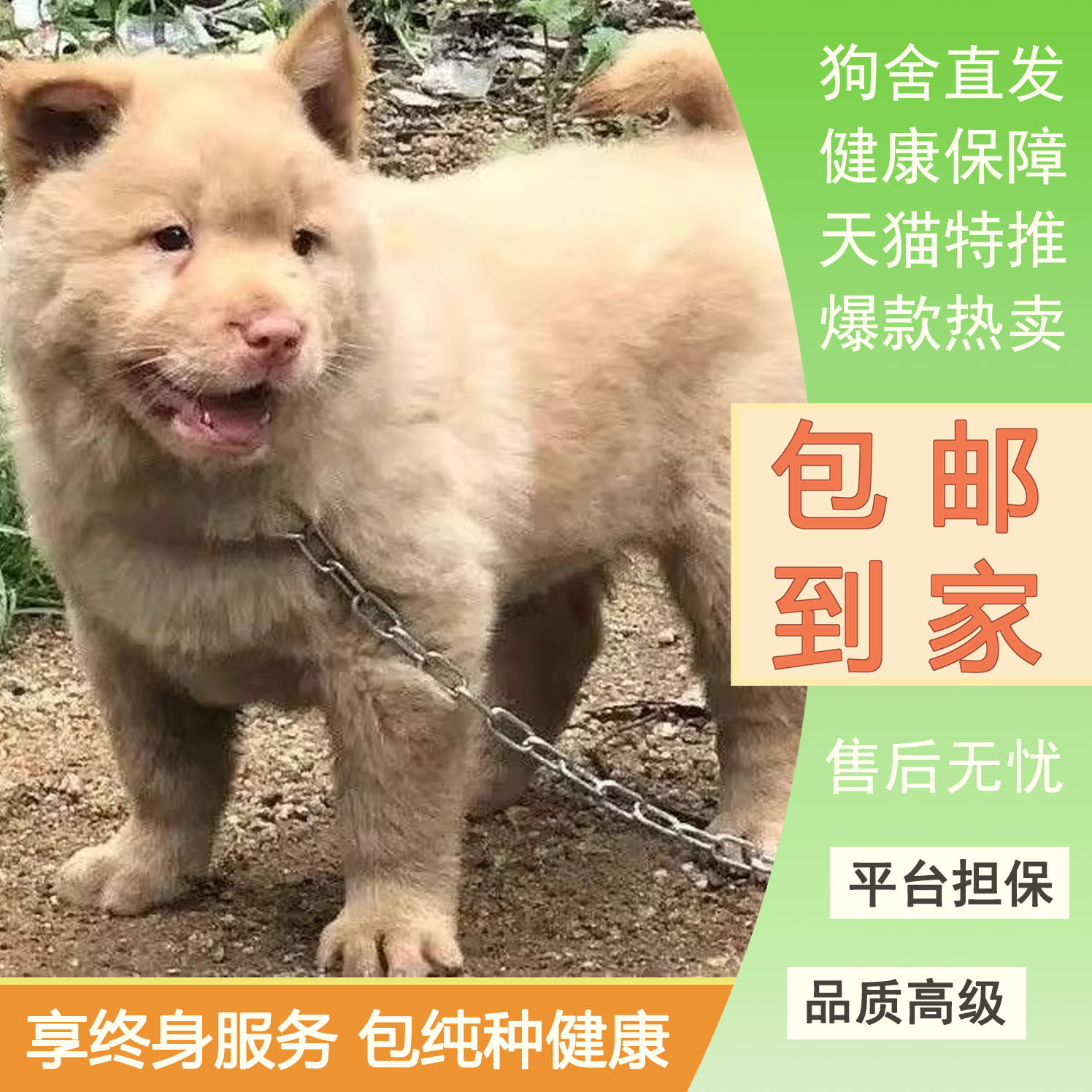 潮汕五红犬现货活幼犬虎头狗狗虎斑红色土狗土猎犬中华田园犬活的
