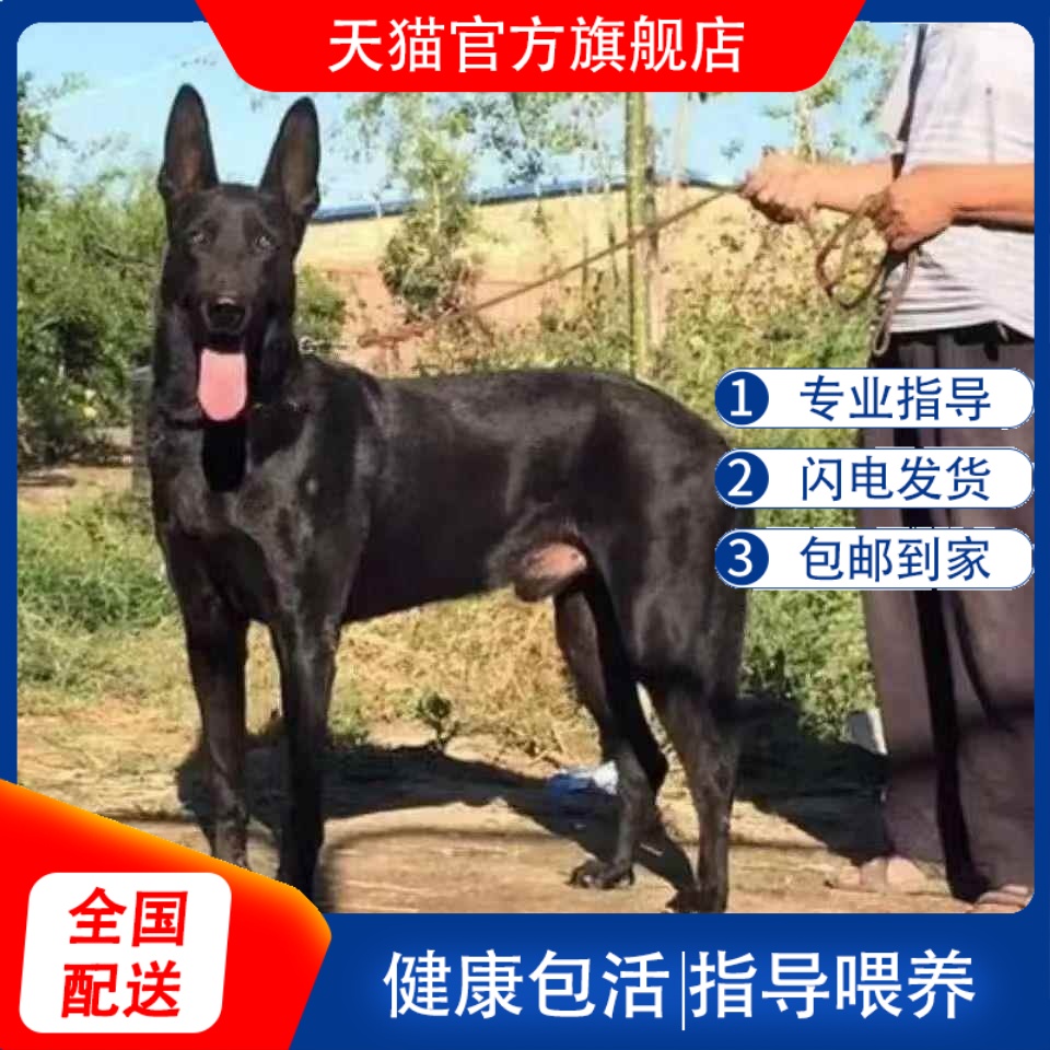 中华黑狼犬看家护院狗护卫家大骨架忠诚小狗狗幼犬活体纯黑大型犬