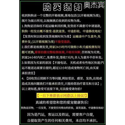 泰迪幼犬飞耳灰茶杯香槟