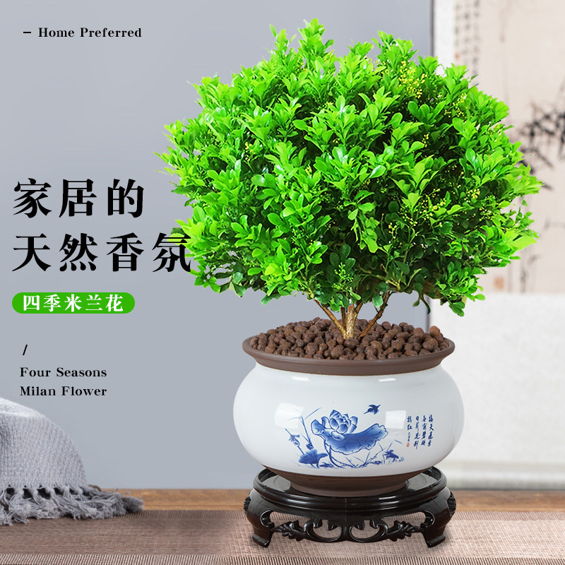 米兰花盆栽花卉室内浓香型四季花苗 花香浓郁老桩大株原土发货成活率高好养 云中御旗舰店 淘优券