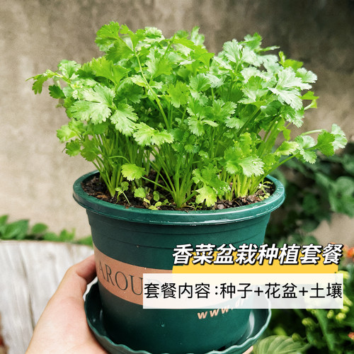 厨房香草香菜种子种植四季小叶香菜老品种家庭种植阳台蔬菜盆栽
