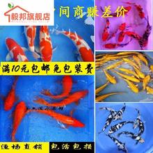 黄金红白纯种日本纯正金鱼锦鲤鱼苗1