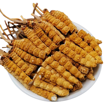 鲜虫草冬虫夏草虫草官方旗舰店