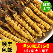 2025新虫草冬虫夏草正品 冬虫草自用冬虫草礼品盒