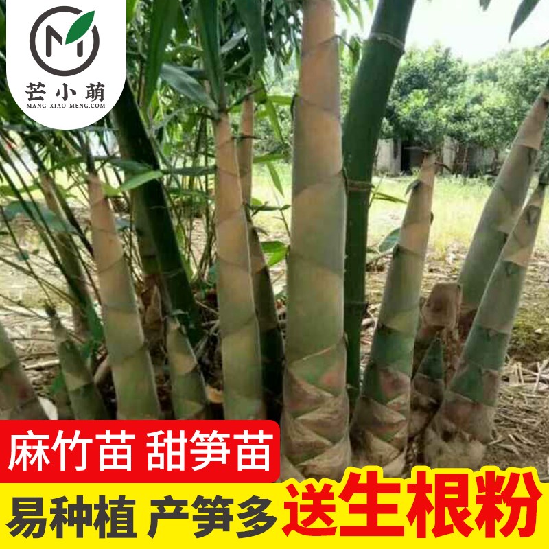 现挖竹苗正宗清远麻竹苗大叶食用竹笋苗甜笋苗非楠竹
