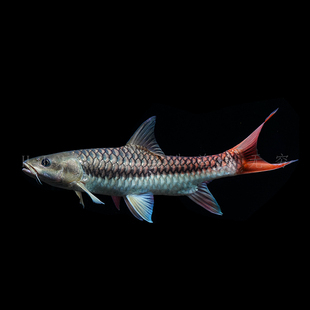 宏基渔业 盈江结鱼 天朝皇室金 活体吉罗鱼淡水观赏鱼原生鱼