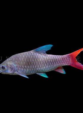 宏基渔业  彩虹吉罗 活体精品原生吉罗鱼 蓝红色吉罗鱼大型观赏鱼