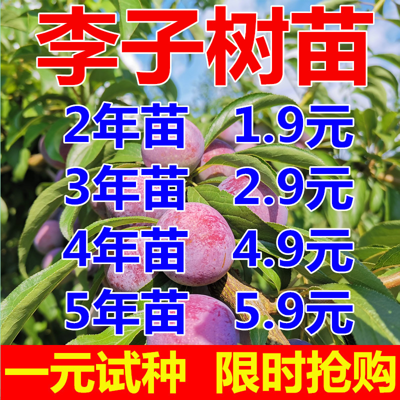 李子树苗嫁接特大蜂糖李晚熟四川脱骨青脆李南北方种果树当年结果