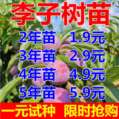 李子树苗嫁接特大蜂糖李晚熟四川脱骨青脆李南北方种果树当年结果
