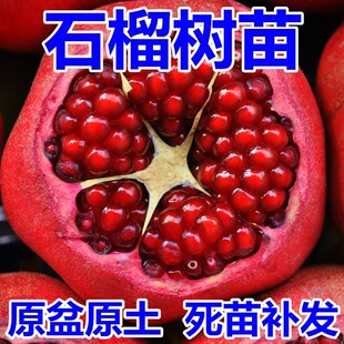 石榴树树苗突尼斯软籽特大果树苗盆栽地栽庭院南北方种植石榴树苗