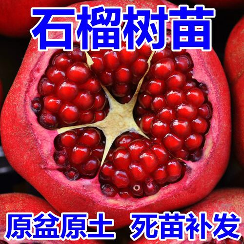 石榴树树苗突尼斯软籽特大果树苗盆栽地栽庭院南北方种植石榴树苗
