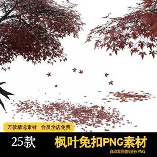 枫叶红枫树落叶枯黄树叶植物PNG免扣图片气候变化季节设计素材