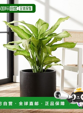 自营 safavieh巴西伦花盆 - 黑色 美国奥莱直发