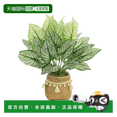 自营 Creative Displays Outdoor Calladium Bush Arrangement -