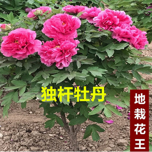 独杆牡丹花王岛锦皇冠绿幕别墅公园地栽菏泽洛阳庭院牡丹大王