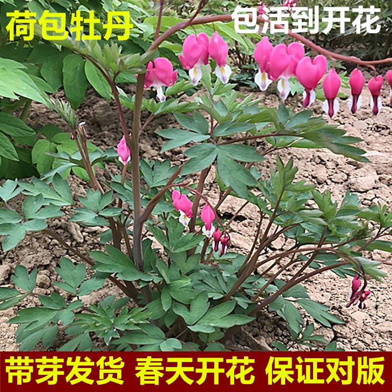 荷包牡丹菏泽发货买三送一