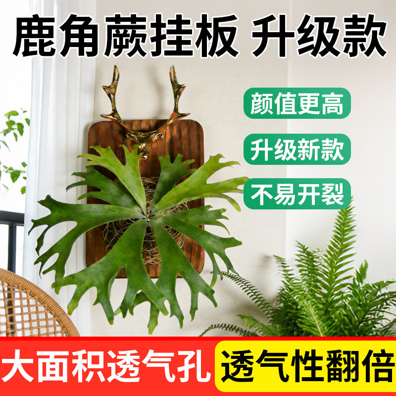 醉花鹿角蕨挂板大型套装种植板上板防腐木板植线实木壁挂板图片
