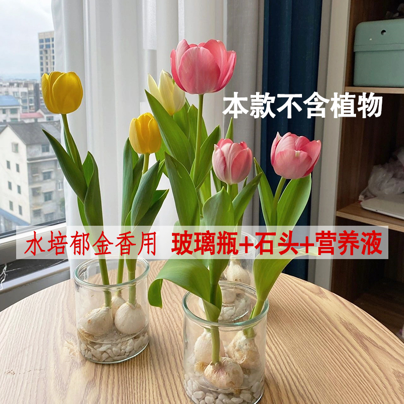 水培郁金香器皿玻璃花盆透明圆形加厚水养铜钱草水仙风信子玻璃瓶