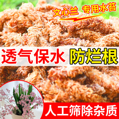 醉花毛毛虫水苔七星智利进口水苔营养土兰花苔藓植料文心兰专用