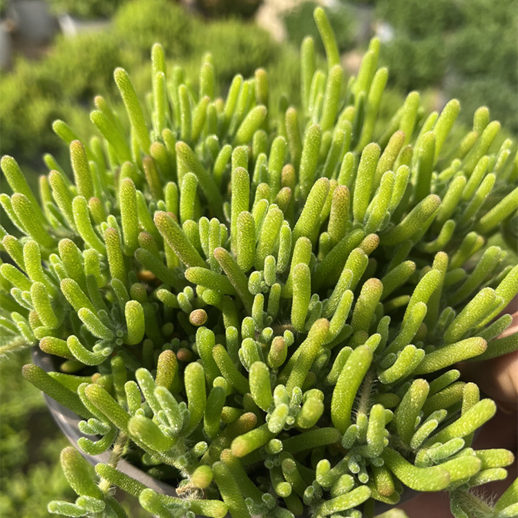 多肉植物绿植荧光兔枝干番杏新手园艺花卉肉肉办公桌盆栽