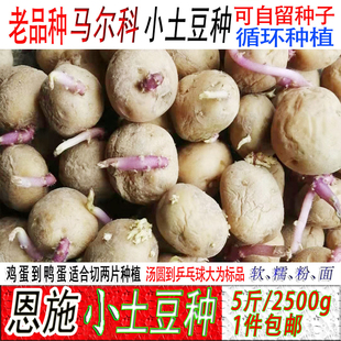 恩施正宗老品种马尔科小土豆农家直销软糯大中小迷你马尔科洋芋