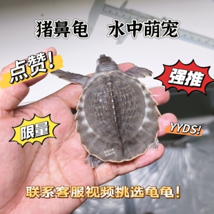 猪鼻龟活体深活苗水龟幼龟活龟热带龟可以混养热带鱼支持定制挑选