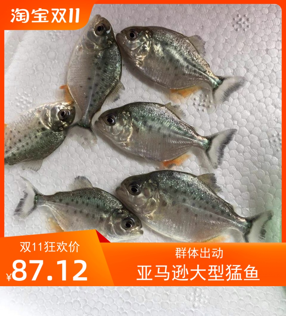 肉食性热带鱼群养鱼5送5包邮