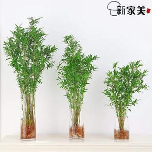 常青室内 吸水好绿植凤尾竹竹室内外花盆桌台水培米盆景培养盆四季