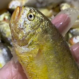 3斤装海捕中小梅童鱼梅子鱼大头宝狮头鱼黄梅丁新鲜海捕沙中鱼