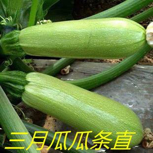 三月瓜种籽春种西葫芦瓜种子阳台盆栽 蔬菜种孑四季播 小占瓜包邮
