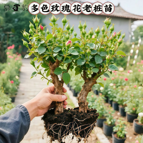 玫瑰老桩带苞大花盆栽好养