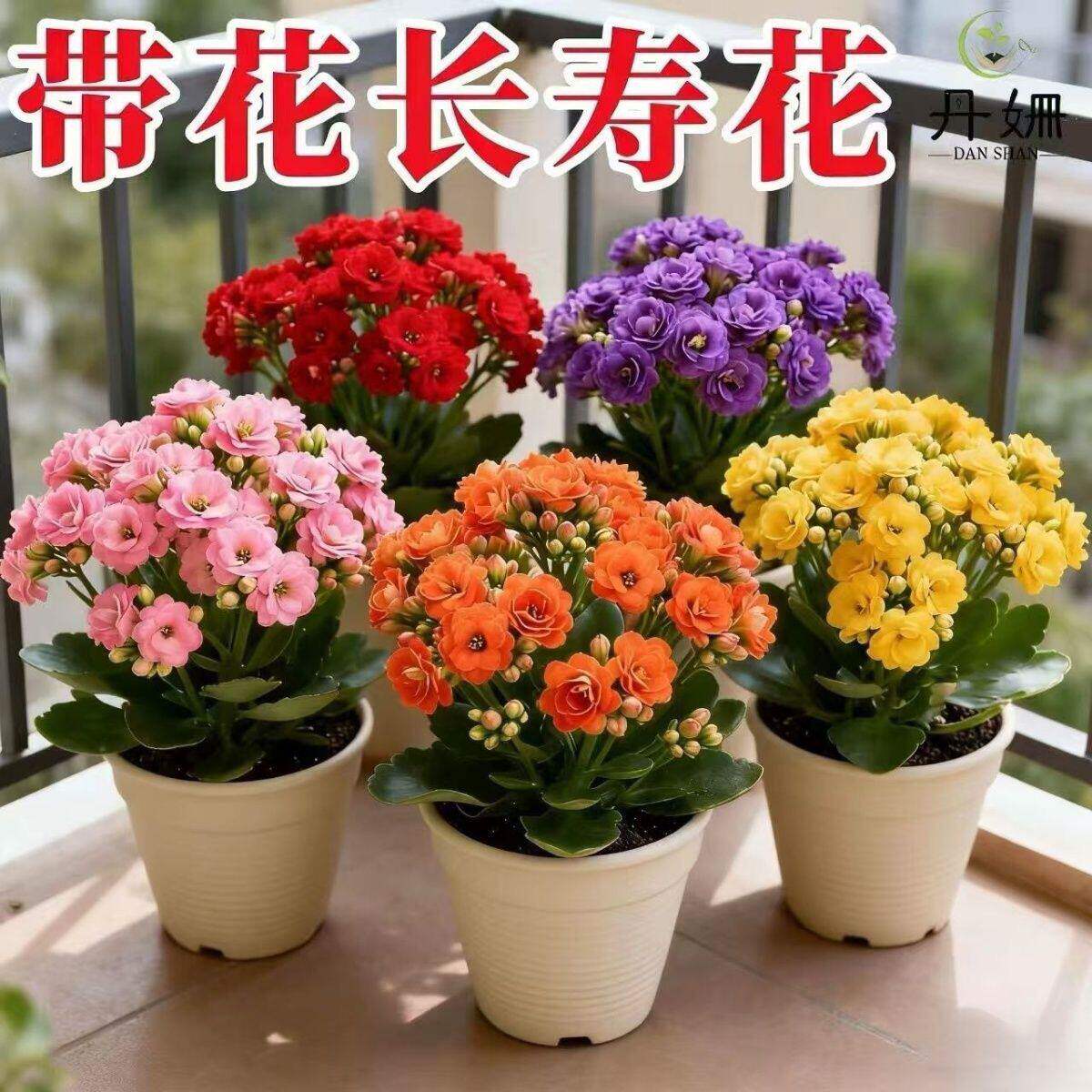 长寿花盆栽绿植四季常青发财树花卉盆栽客厅室内招财植物