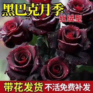 黑巴克玫瑰花树苗老桩月季花苗四季开花带花苞特大号盆栽花卉大全