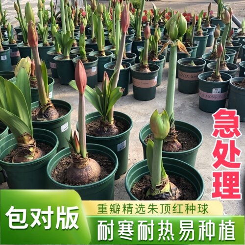 朱顶红种球进口荷兰重瓣