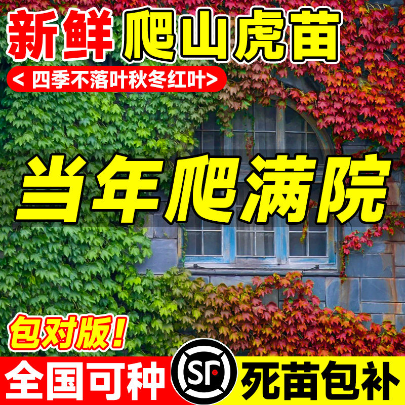 爬山虎爬藤植物四季常青不落叶树苗庭院室外藤蔓爬墙虎绿植种子籽,鲜花速递/花卉仿真/绿植园艺,藤本/攀援植物,淘宝优惠券,粉丝福利购,淘宝优惠卷