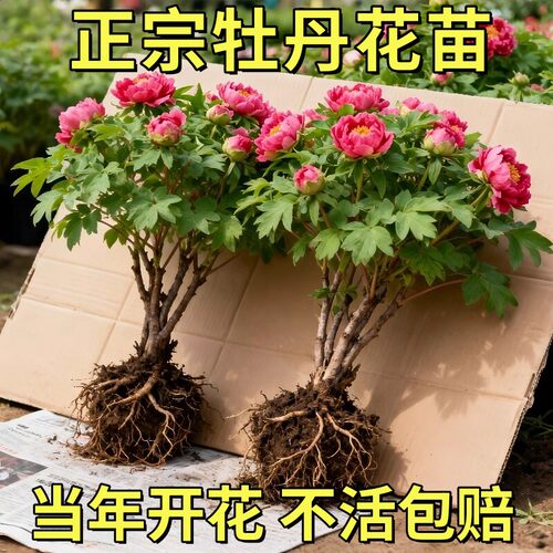 洛阳正宗牡丹老桩盆栽大苗重瓣