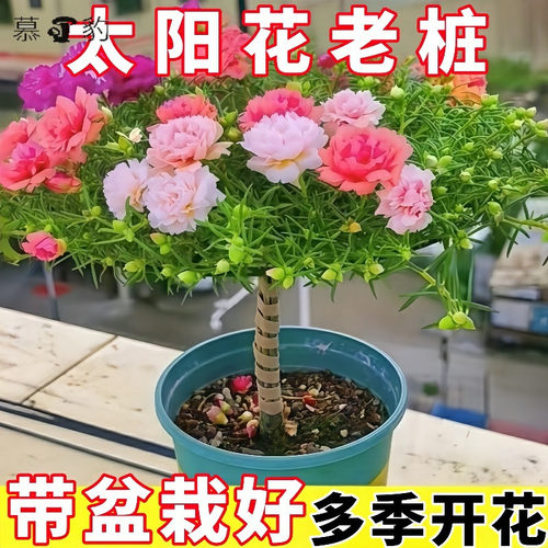多色重瓣耐寒易养当年开花太阳花