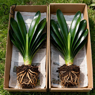 君子兰盆栽带花苞精品名贵花卉植物君子兰国宝级室内庭院四季好养