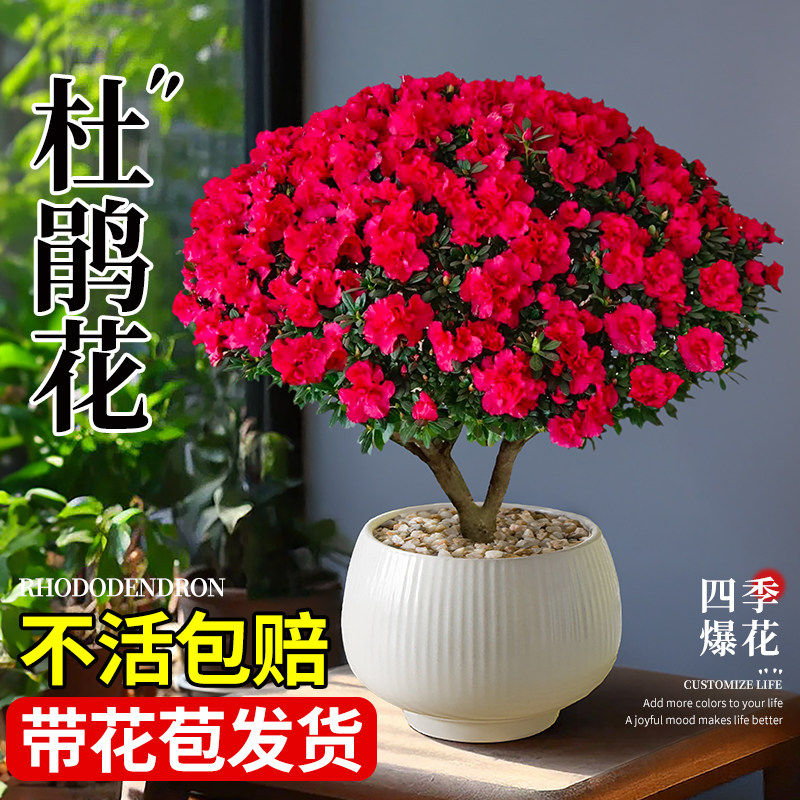精品杜鹃花盆栽四季盆景树苗带花苞老桩进口野生西洋名贵大棵花卉