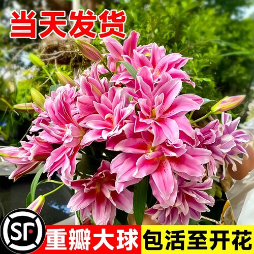 洛克四季种植百合种球百合种球
