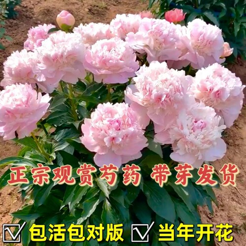 洛克四季种植芍药根块