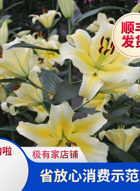 现货进口香水百合种球1球 东方百合OT百合LO铁炮百合花多年生球根