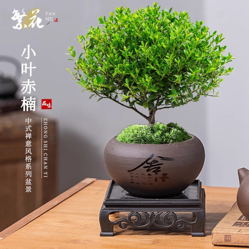 小叶赤楠老桩盆景金丝楠木桌面绿植客厅办公室内盆栽四季好养植物,鲜花速递/花卉仿真/绿植园艺,造型盆景,淘宝优惠券,粉丝福利购,淘宝优惠卷