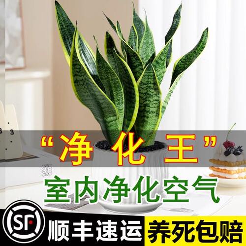 金边虎皮兰水培易养净化空气