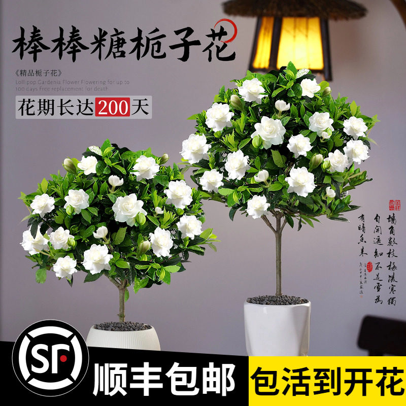 独杆栀子花盆栽四季开花室内水培花卉植物大叶老桩带花苞树苗绿植,鲜花速递/花卉仿真/绿植园艺,时令草本花卉,淘宝优惠券,粉丝福利购,淘宝优惠卷