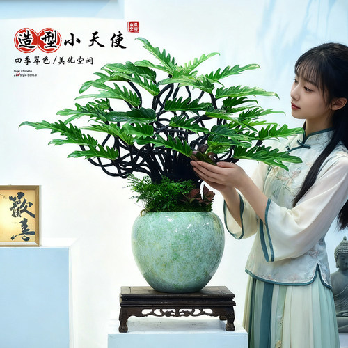 小天使盆栽蔓绿绒绿植老桩造型室内办公客厅前台桌面植物装饰送礼