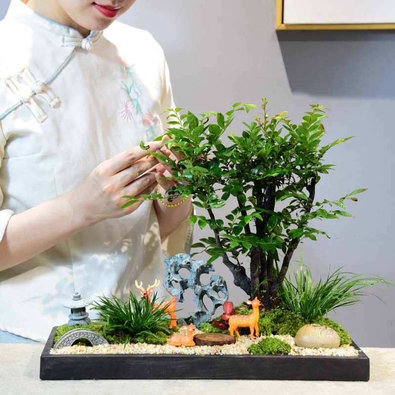 小叶紫檀黑骨茶书房室内好养