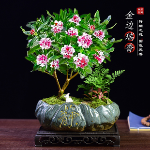 金边瑞香盆栽浓香型带花苞室内客厅阳台绿植中式古韵四季花卉植物