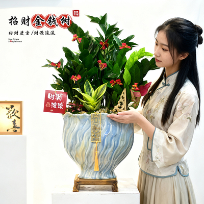金钱树盆景绿植室内办公茶室前台好养钱串子寓意植物盆栽四季送礼